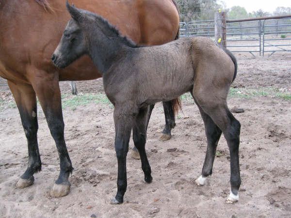 Gray Buckskin