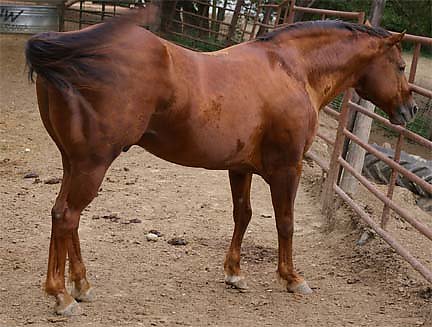 Image result for chestnut aqha mare