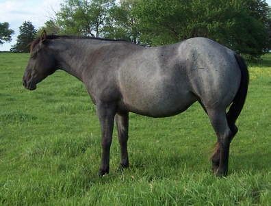 Blue roan quarter horse