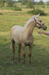 http://hesshounds.com/images/horses/millie2012/Millie%202013/Millie%20front%20away.JPG