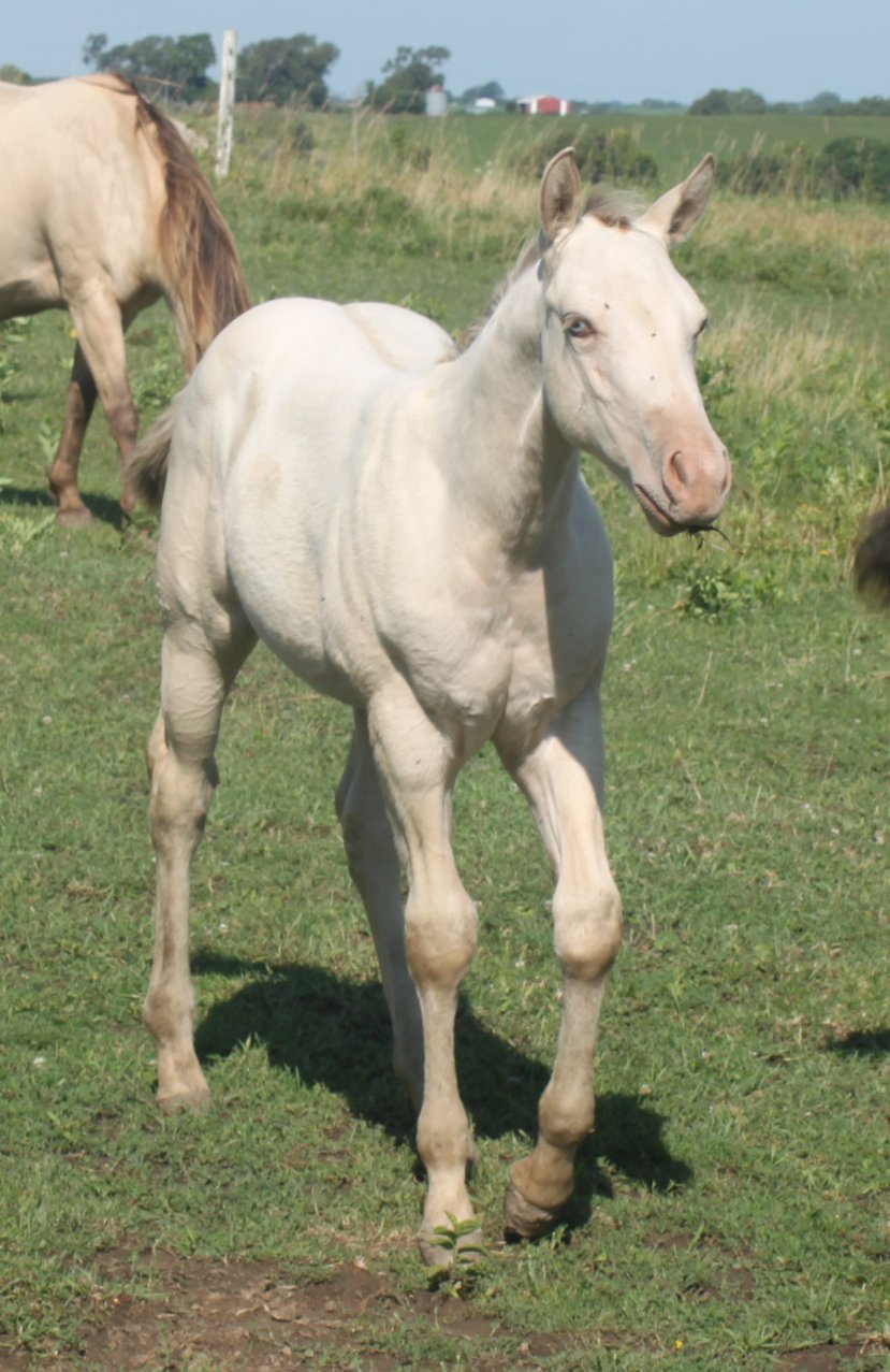 2019 Amber Cream Dun AQHA champagne colt, Homozygous Black