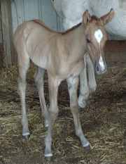 Marsh, June 14th filly, Albany, Missouri