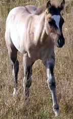 Gross grullo colt, Fontanelle, Iowa