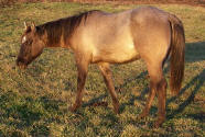 silver grullo quarter horse