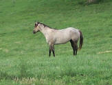 grullo (grulla) roan quarter horse