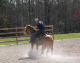 Champagne quarter horse