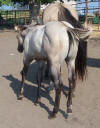 silver grullo quarter horse