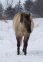 silver grullo quarter horse