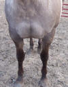 silver grullo quarter horse