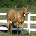 Champagne quarter horse