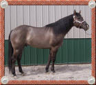 Grullo (grulla) reining quarter horse, Rawhide Whiz