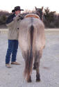 grullo (grulla) roan quarter horse