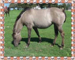 silver grullo quarter horse