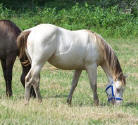 Champagne quarter horse