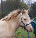 Champagne quarter horse