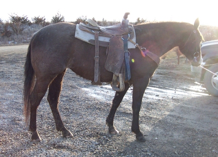 blue roan cutting horse