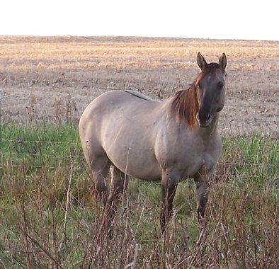 silver grullo quarter horse