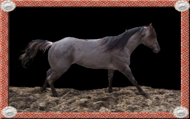 grullo roan, blue roan, quarter horse, stallion