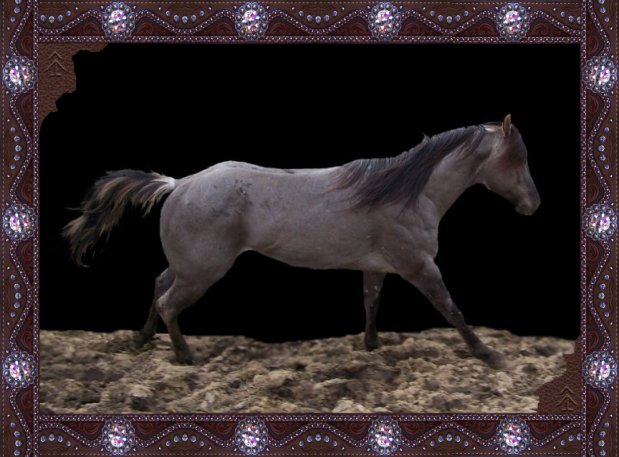 Grullo grulla blue roan roping horse stallion Blue Valentine Joe Hancock