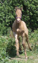 Champagne Quarter Horse