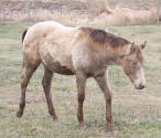 Amber or Sable Champagne Quarter Horse Colt