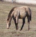 Amber or Sable Champagne Quarter Horse Colt