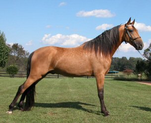 palomino horse with black mane