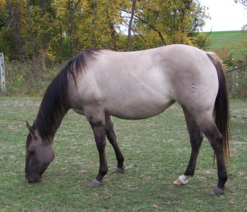 SHADES OF GRULLO: Silver grulla, olive, dark slate, blue, white grullo ...