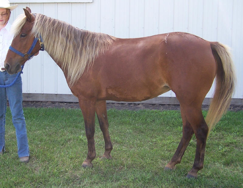 Aqha Color Chart