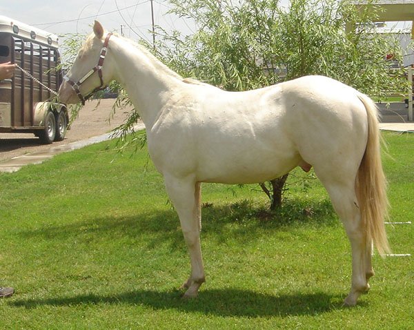 Aqha Markings Chart