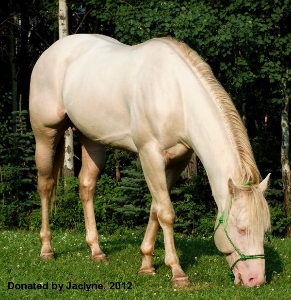 Aqha Color Chart