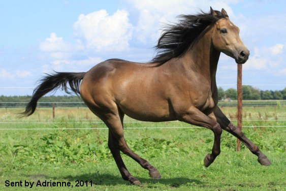 dark bay american quarter horse