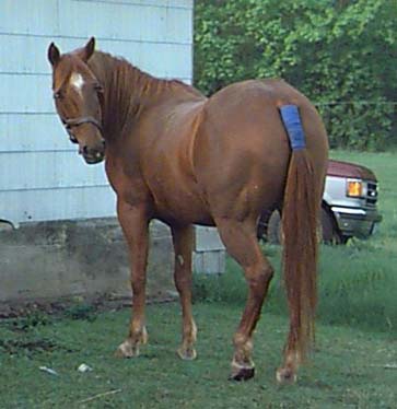 bay american quarter horse