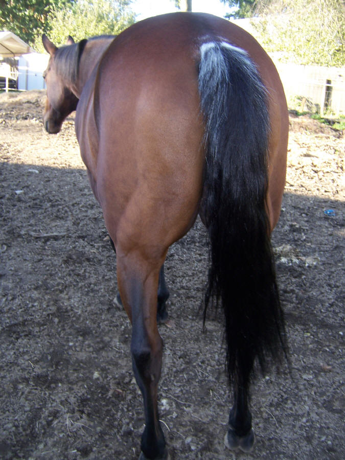 WHITE PATTERNS, such as roan, gray, sabino, rabicano, etc.