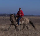 silver grullo quarter horse