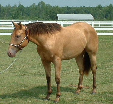 Aqha Markings Chart