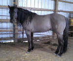 BERRY SWEET WHIZARD: Smoky grullo grulla reining horse, AQHA stallion